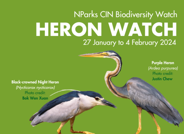 [CIN] Heron Watch January 2024