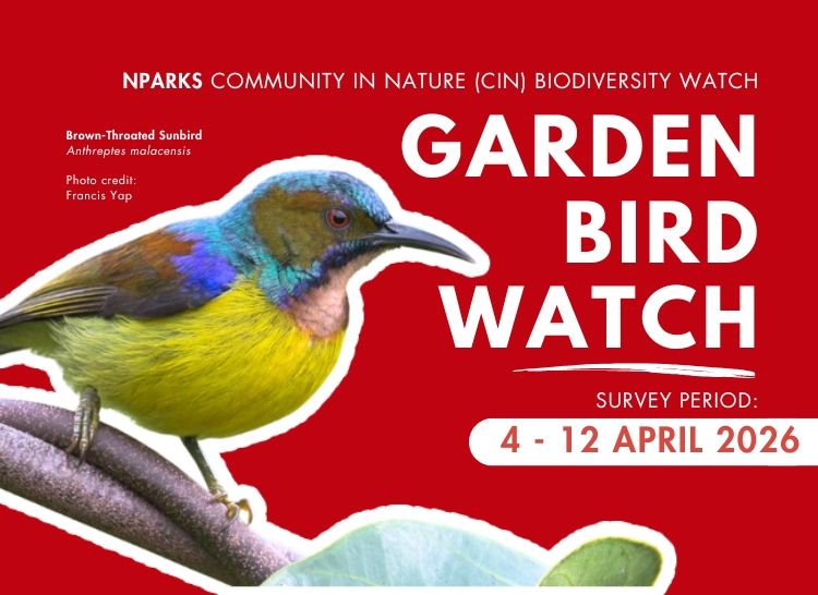 CIN] Garden Bird Watch - April 2026